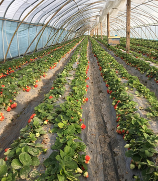 鲜草莓采摘园