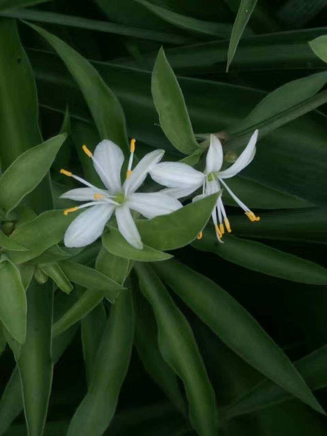 良品铺子(万安五云路店)