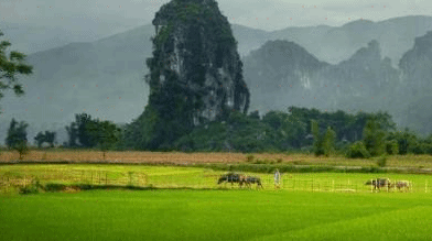 Ngoc Son Ngo Luong Nature Reserve