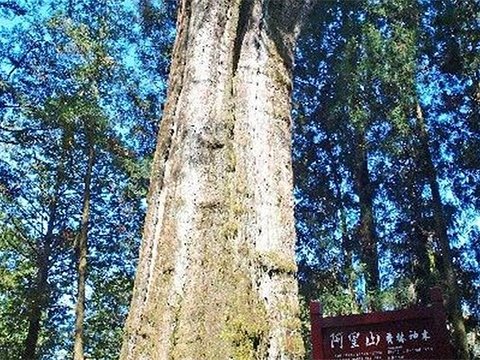 香林神木旅游景点图片