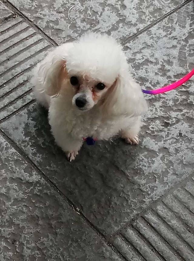 傅强排骨(成都总店)