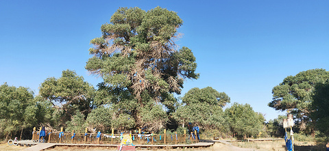 苏泊淖尔神树的图片