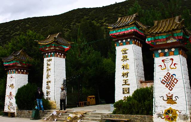 世界柏树王园林