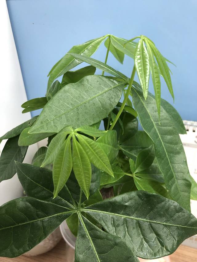 威海石岛湾国际海水浴场