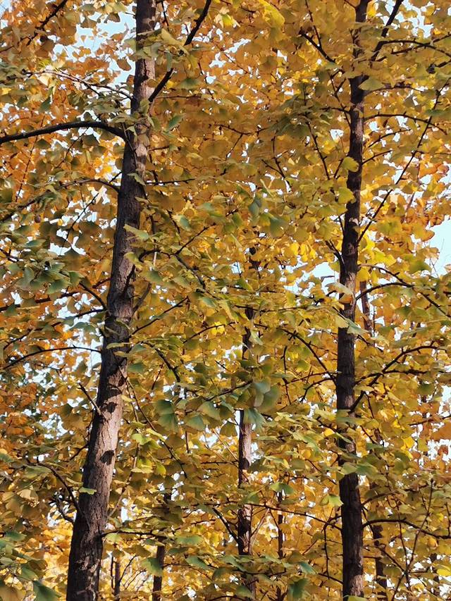 秦汉渭河湖泊湿地生态公园
