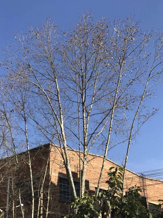 北海道東海大学