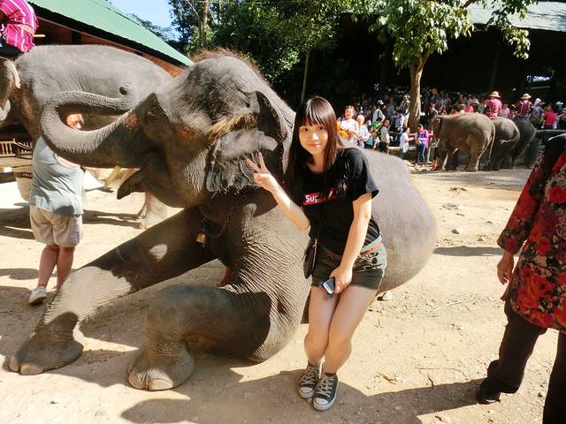 帕塔拉大象农场