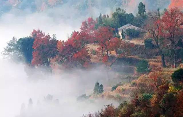 大会岭红枫古道