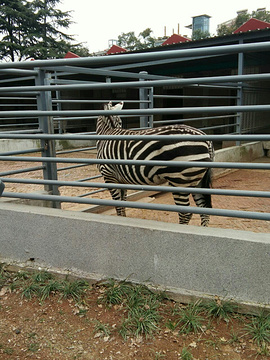 徐州动物园的图片