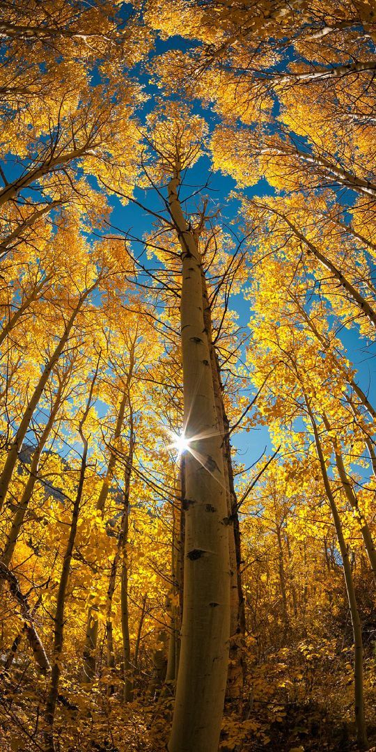 百里龙山国家森林公园