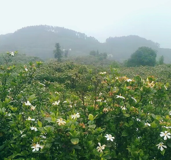 七星山森林公园