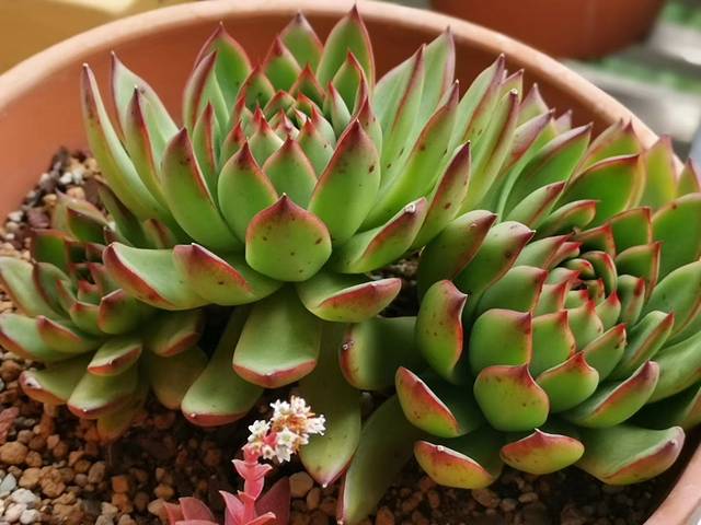 南通四月天多肉植物园