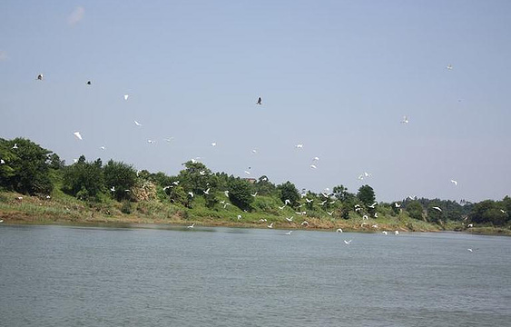 江口鸟洲自然保护区旅游景点图片