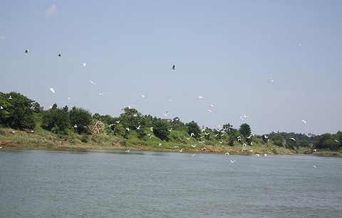 江口鸟洲自然保护区的图片