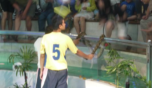 泰国红十字会萨瓦巴女王纪念研究所蛇园