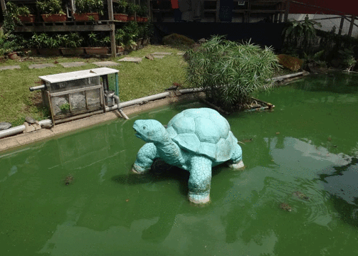 新加坡活龟博物馆旅游景点图片