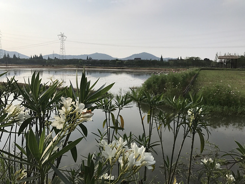 长田漾湿地公园旅游景点图片