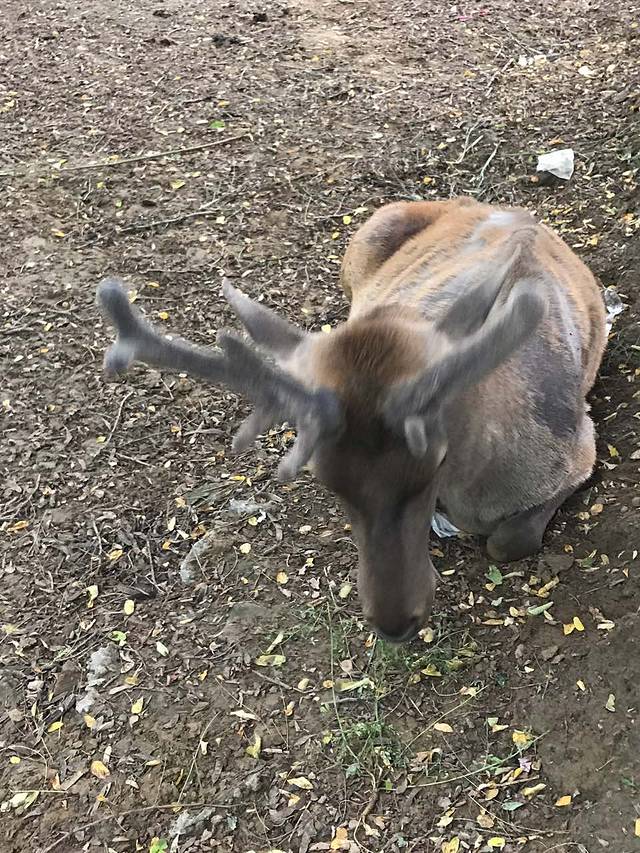 吉野家(邢台天一广场店)