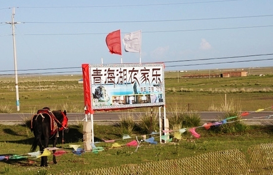 青海湖鸟岛餐饮街旅游景点图片