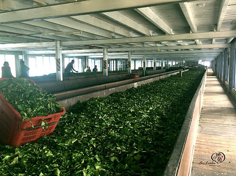 绿茶厂旅游景点图片