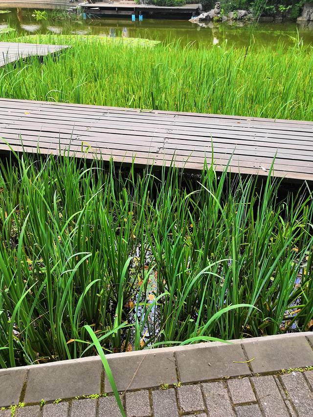 湿地公园(淮口巴德小镇)