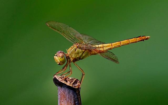 陈家山荷花公园