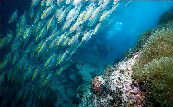 Thailand Dive and Sail