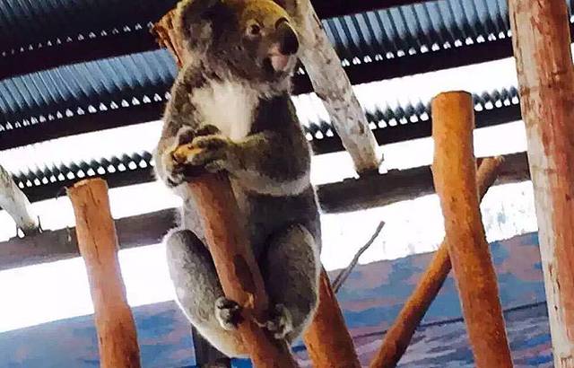 考拉公园保护区