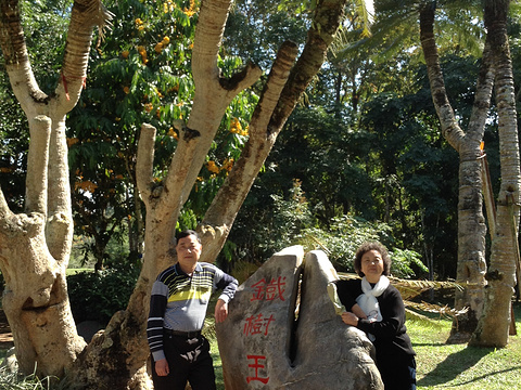 中国科学院西双版纳热带植物园-藤本园站旅游景点图片