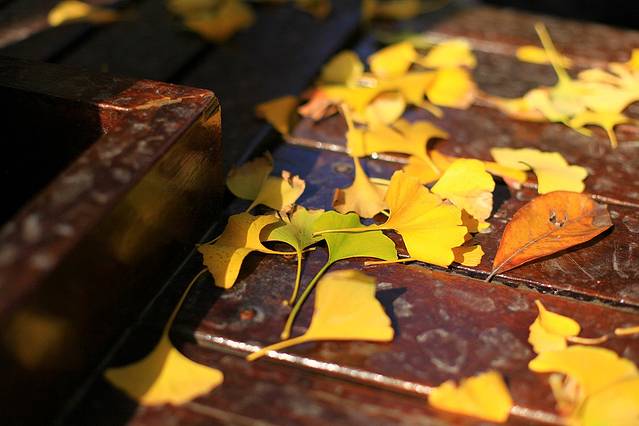 朝晖文化公园-最美银杏林