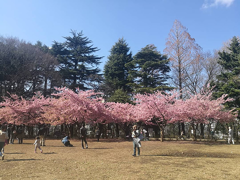 Rinshinomori Park旅游景点图片