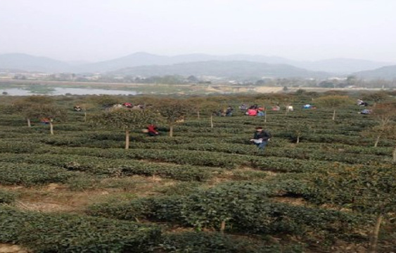 古蜀皇茶茶文化生态体验园旅游景点图片