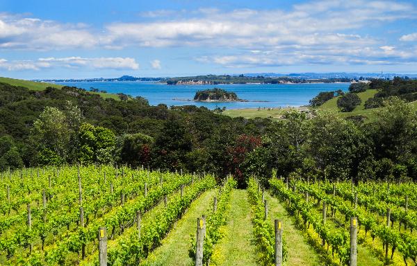Cable Bay Vineyards