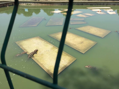 中国鳄鱼湖