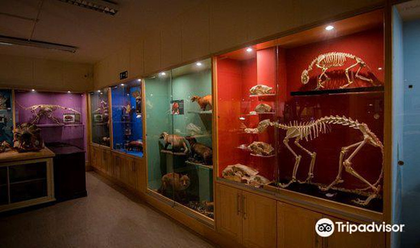 TCD Zoological Museum旅游景点图片