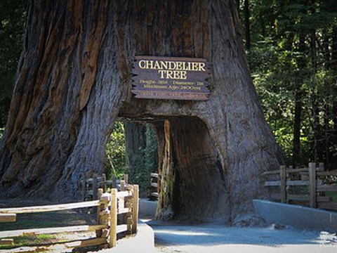 红杉树国家公园旅游景点图片