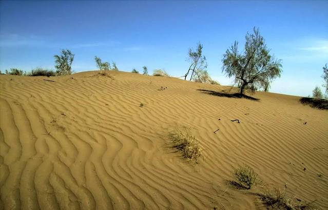 古尔班通古特沙漠