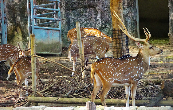 东山植物动物园旅游景点图片