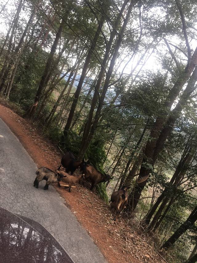福建龙栖山国家级自然保护区