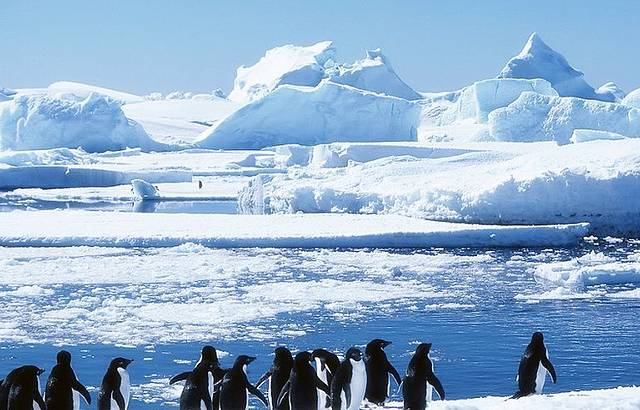 库佛维尔岛观察企鹅