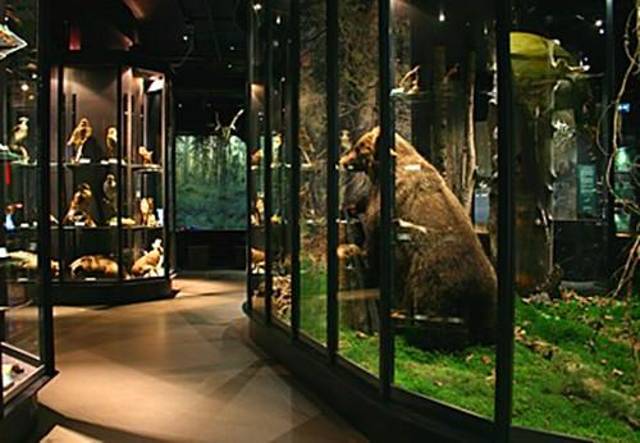 自然历史博物馆