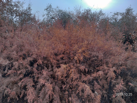 瀚海红柳林的图片