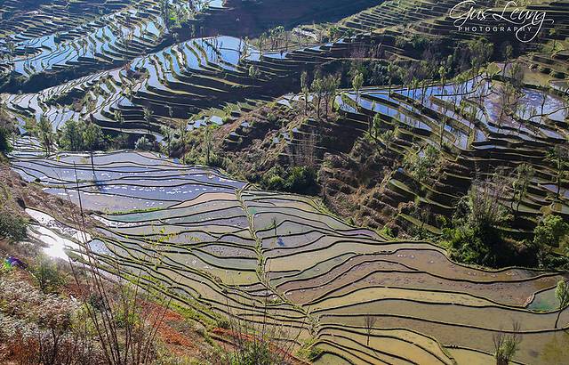 杨柳梯田