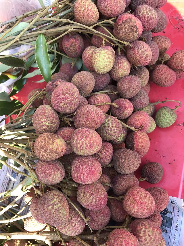 Inthanon Elephant Sanctuary & Wildlife Preserve