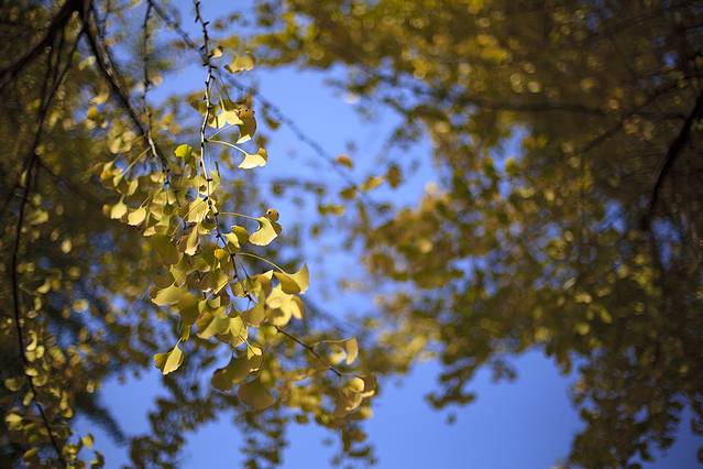 朝晖文化公园-最美银杏林