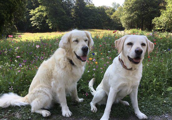 Nancy Dagwell Campbell Park
