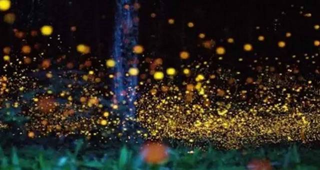 薄荷岛观萤火虫