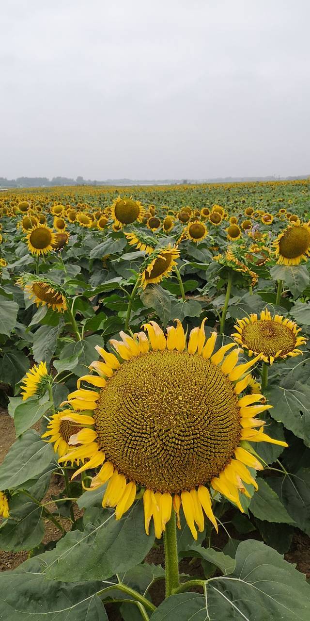 淮安向日葵的故事