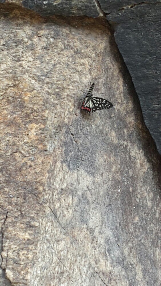 蒙山卞记全羊(蒙山国家森林公园店)