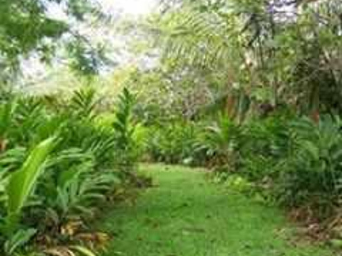 Hana Maui Botanical Gardens旅游景点图片